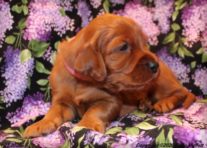 AKC Irish Setter Puppy For Sale