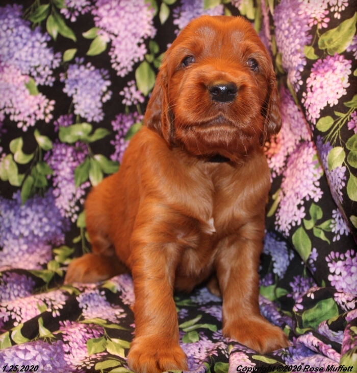 AKC Irish Setter Puppy For Sale