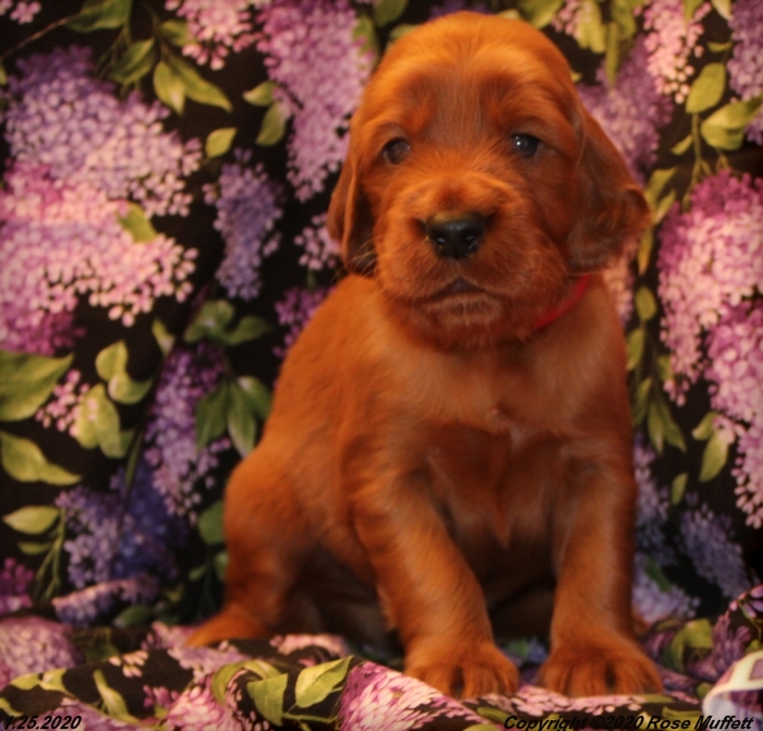 AKC Irish Setter Puppy For Sale