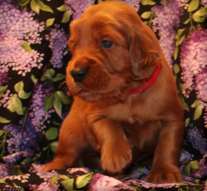 AKC Irish Setter Puppy For Sale