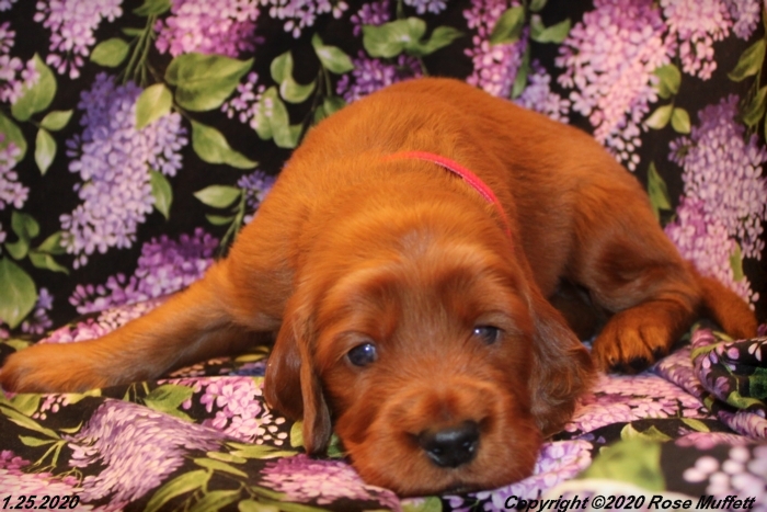 AKC Irish Setter Puppy For Sale