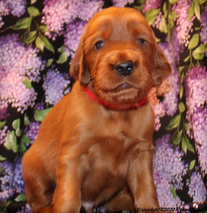 AKC Irish Setter Puppy For Sale