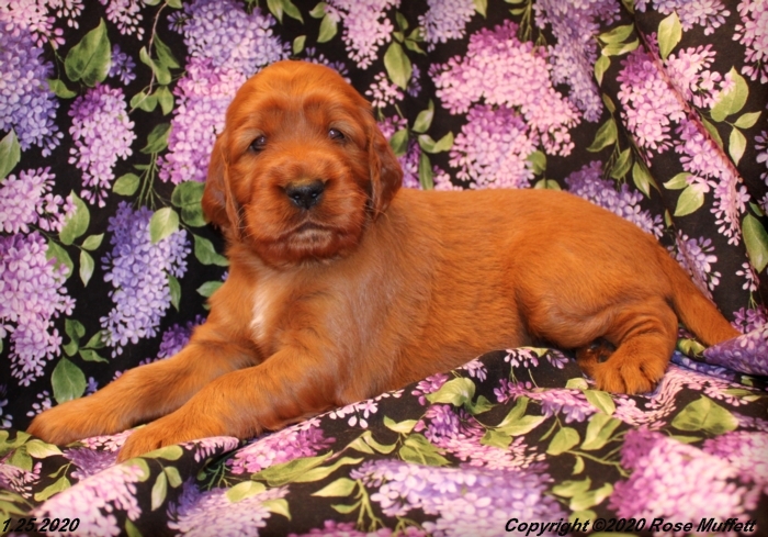 AKC Irish Setter Puppy For Sale