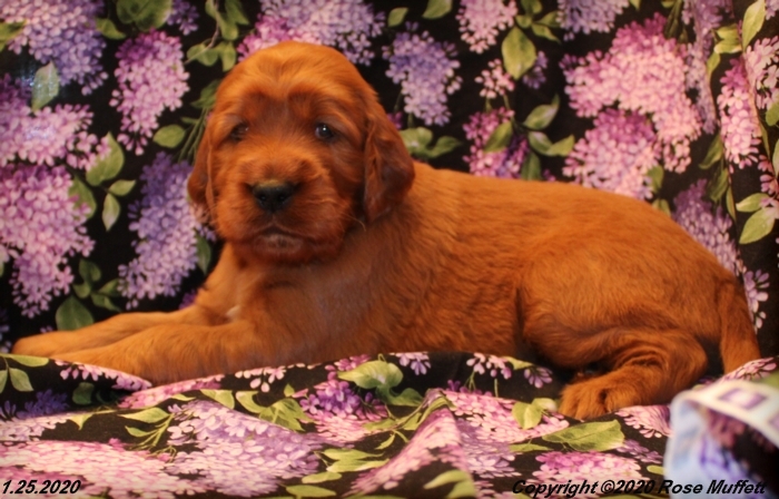 AKC Irish Setter Puppy For Sale