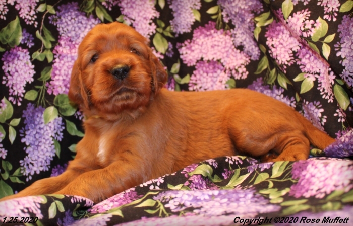 AKC Irish Setter Puppy For Sale