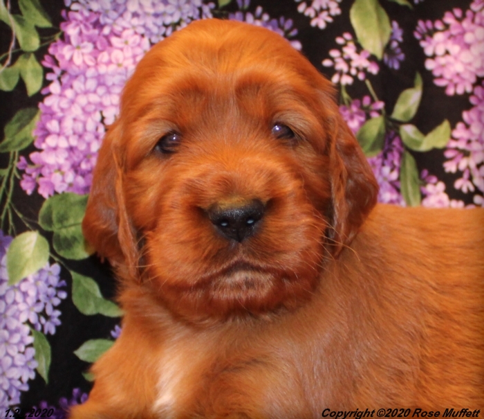 AKC Irish Setter Puppy For Sale