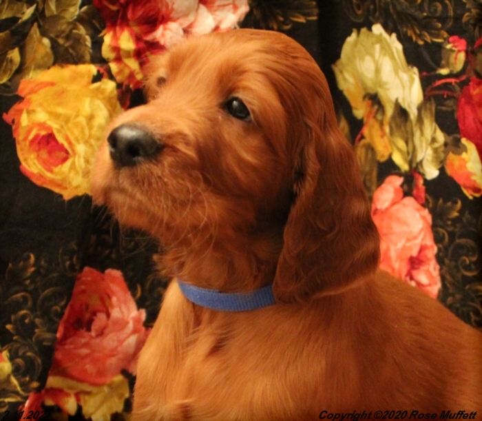 AKC Irish Setter Puppy For Sale