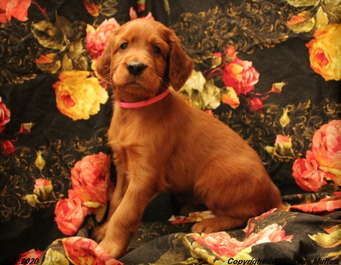 AKC Irish Setter Puppy For Sale