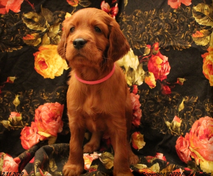 AKC Irish Setter Puppy For Sale