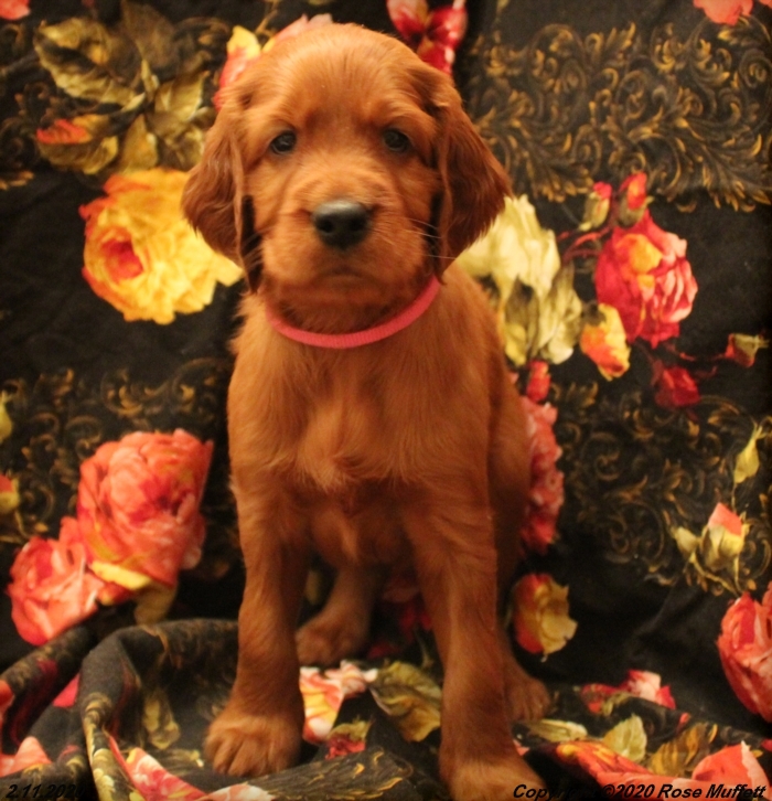 AKC Irish Setter Puppy For Sale