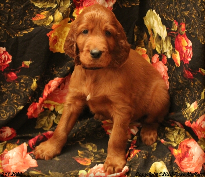 AKC Irish Setter Puppy For Sale