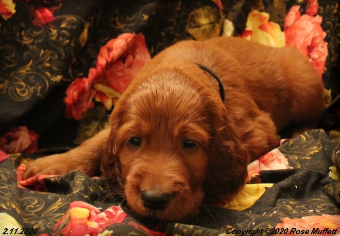 AKC Irish Setter Puppy For Sale