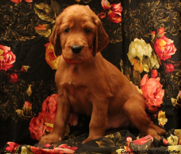 AKC Irish Setter Puppy For Sale