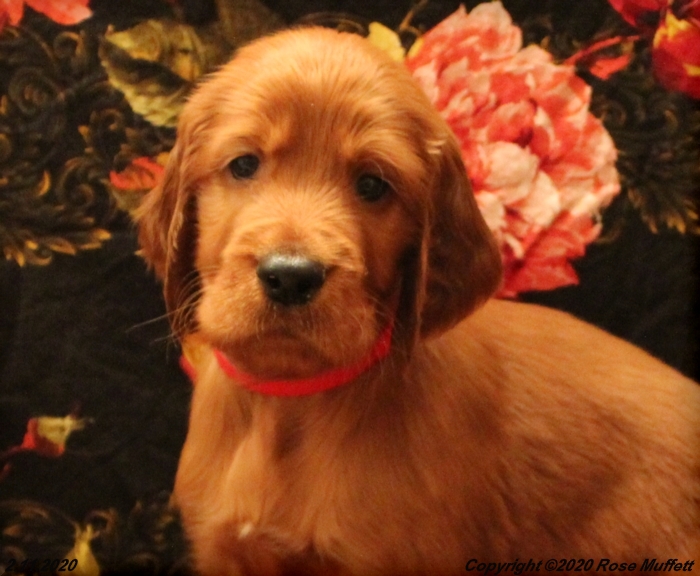 AKC Irish Setter Puppy For Sale