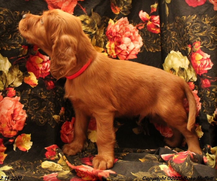 AKC Irish Setter Puppy For Sale