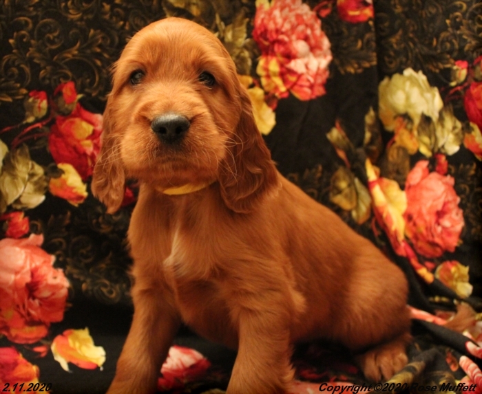 AKC Irish Setter Puppy For Sale