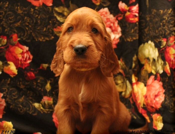 AKC Irish Setter Puppy For Sale