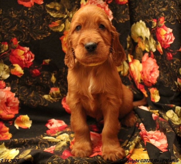 AKC Irish Setter Puppy For Sale