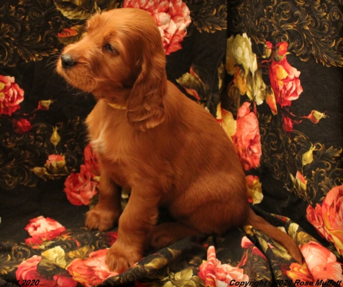 AKC Irish Setter Puppy For Sale