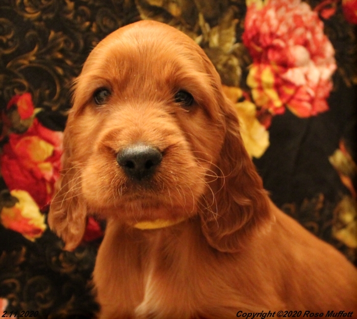 AKC Irish Setter Puppy For Sale