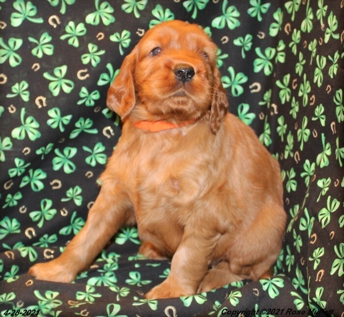 AKC Irish Setter Puppy For Sale