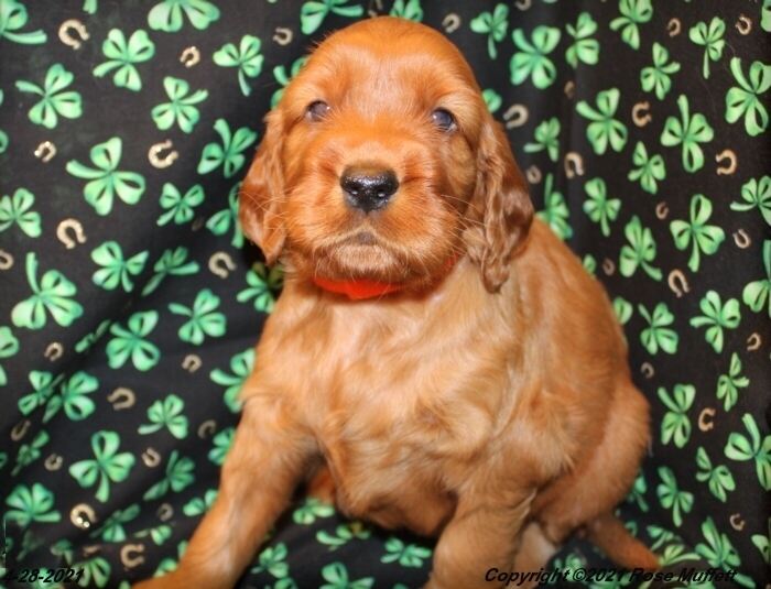 AKC Irish Setter Puppy For Sale