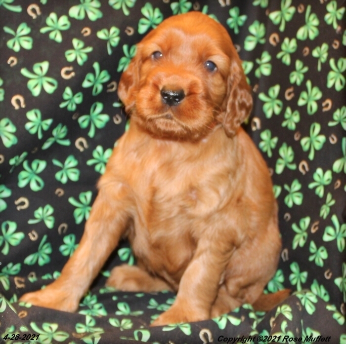 AKC Irish Setter Puppy For Sale