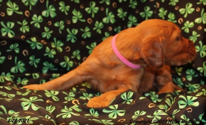 AKC Irish Setter Puppy For Sale