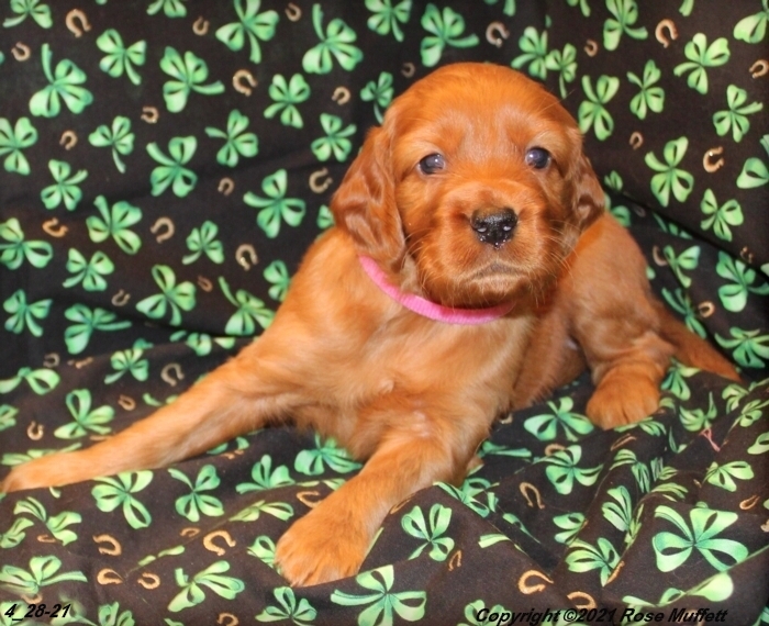AKC Irish Setter Puppy For Sale