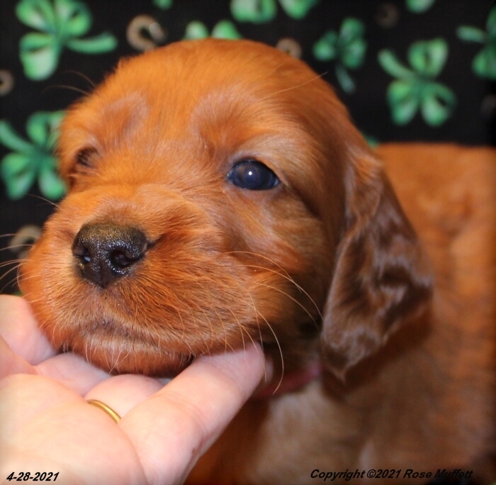 AKC Irish Setter Puppy For Sale