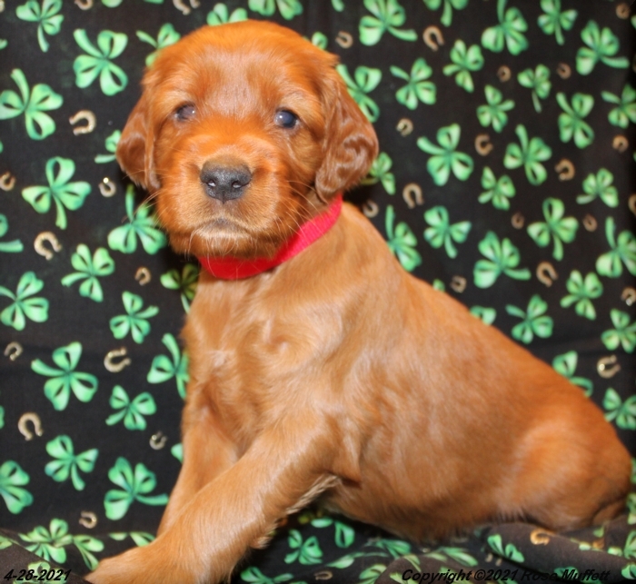 AKC Irish Setter Puppy For Sale