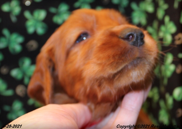 AKC Irish Setter Puppy For Sale