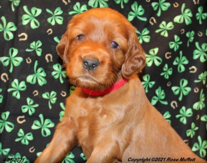 AKC Irish Setter Puppy For Sale