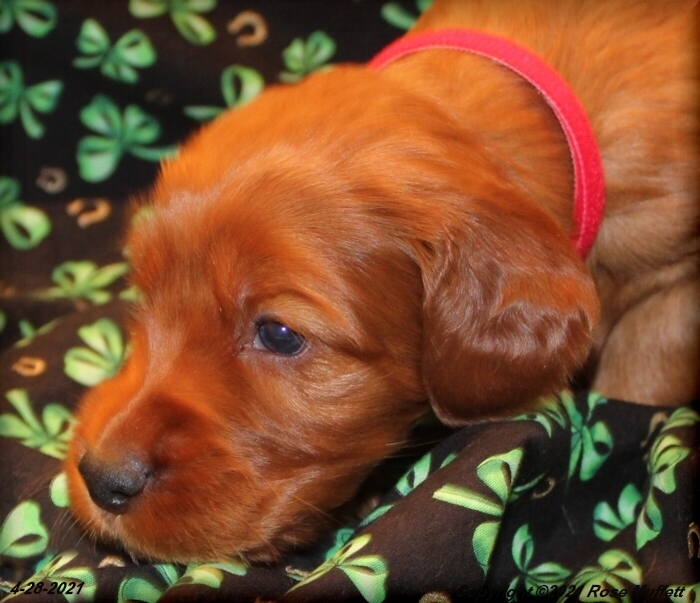 AKC Irish Setter Puppy For Sale