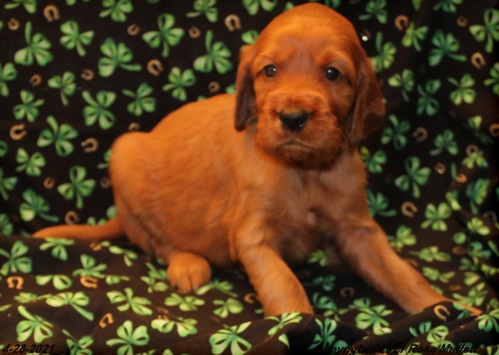 AKC Irish Setter Puppy For Sale