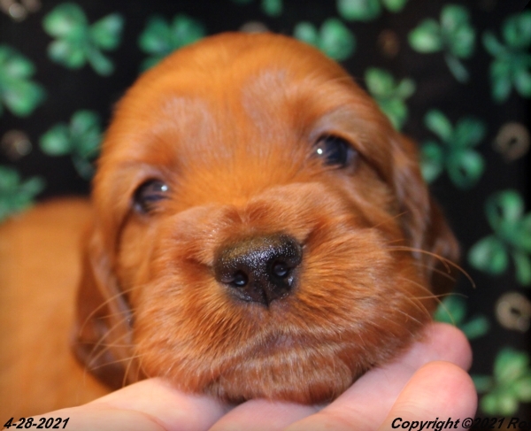 AKC Irish Setter Puppy For Sale