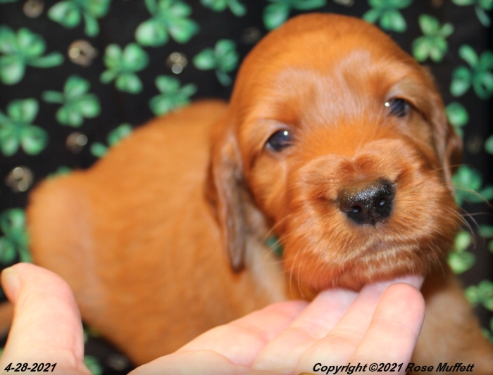 AKC Irish Setter Puppy For Sale