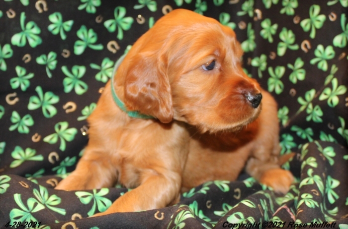 AKC Irish Setter Puppy For Sale