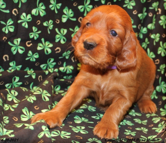 AKC Irish Setter Puppy For Sale