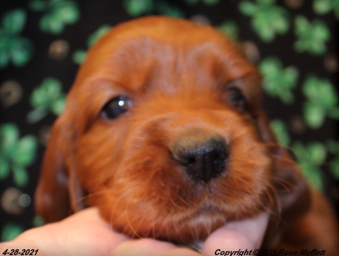 AKC Irish Setter Puppy For Sale