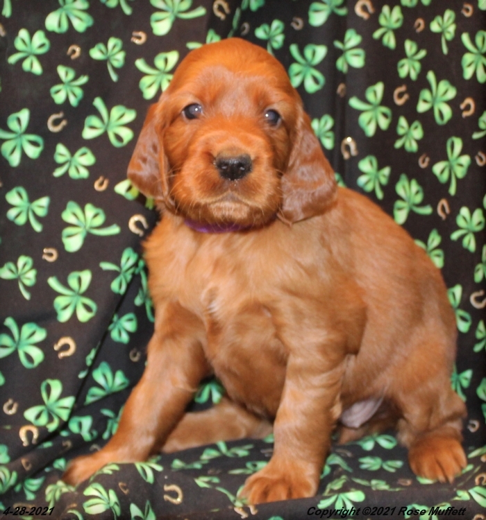 AKC Irish Setter Puppy For Sale