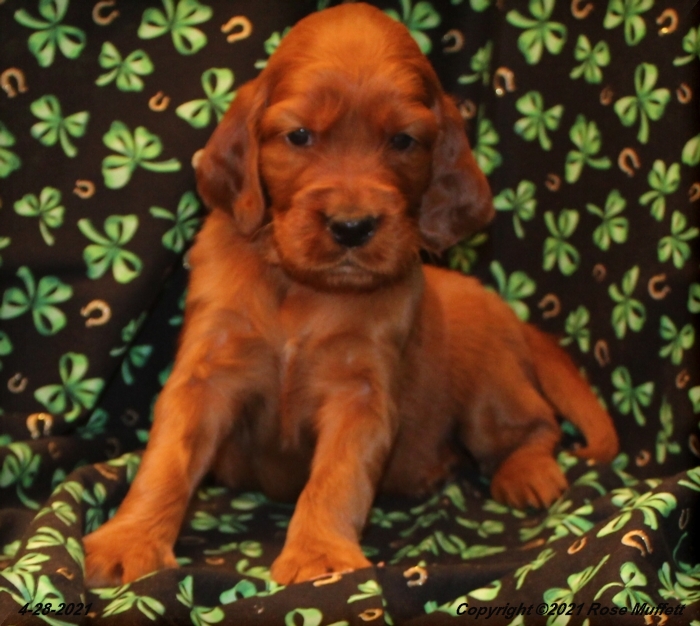 AKC Irish Setter Puppy For Sale