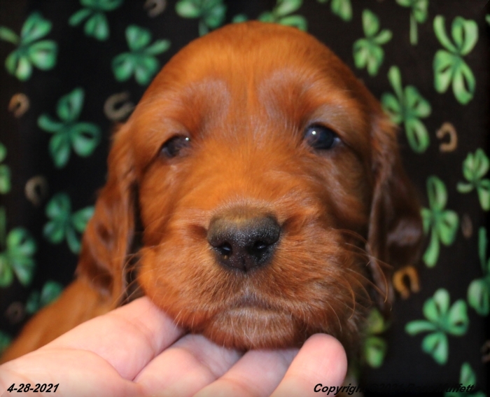 AKC Irish Setter Puppy For Sale