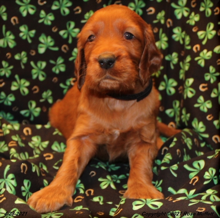 AKC Irish Setter Puppy For Sale