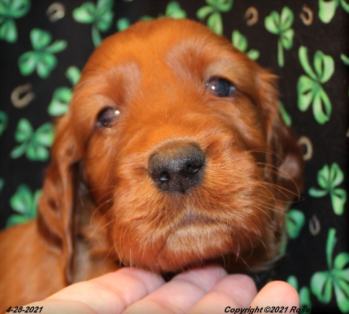 AKC Irish Setter Puppy For Sale