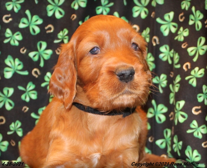 AKC Irish Setter Puppy For Sale