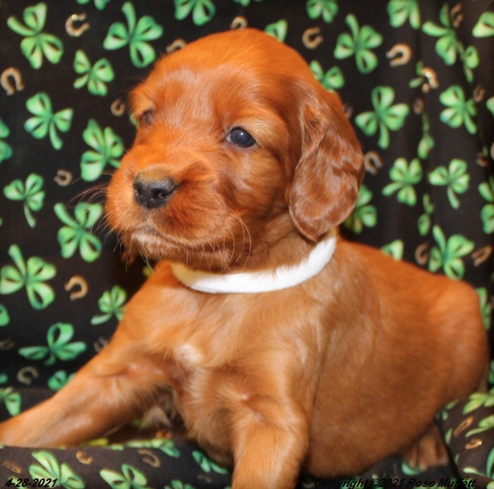 AKC Irish Setter Puppy For Sale