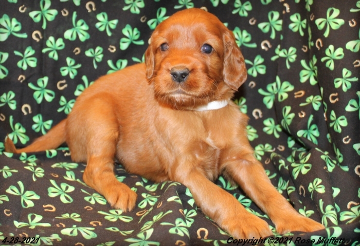 AKC Irish Setter Puppy For Sale