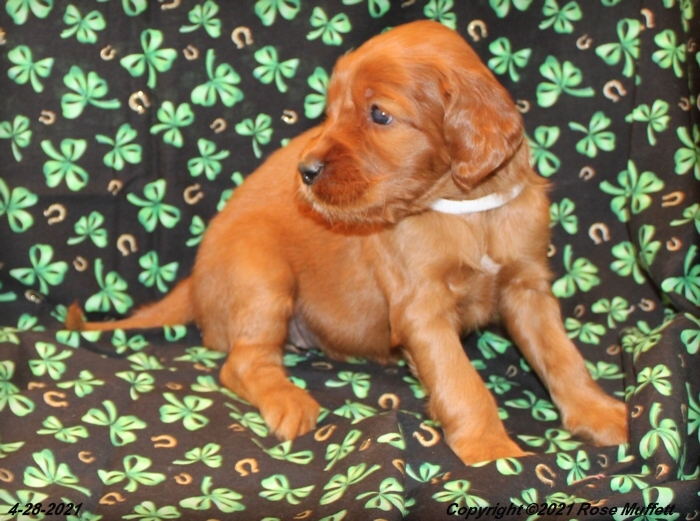 AKC Irish Setter Puppy For Sale