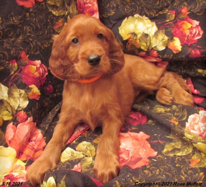 AKC Irish Setter Puppy For Sale